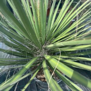 Pálmaliliom (Yucca filifera) (túlkoros szoliter növény)
