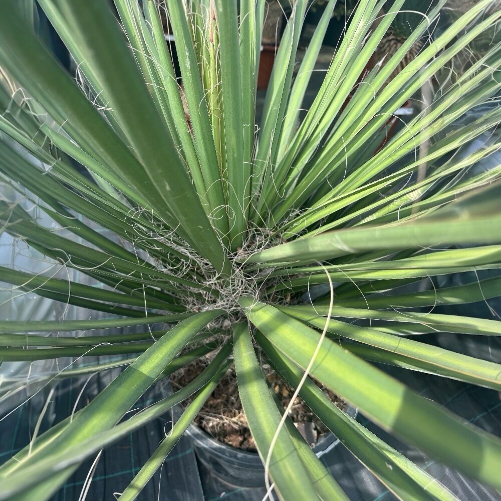 Pálmaliliom (Yucca filifera) (túlkoros szoliter növény)