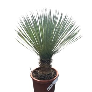 Kék levelű pálmaliliom (Yucca rostrata)