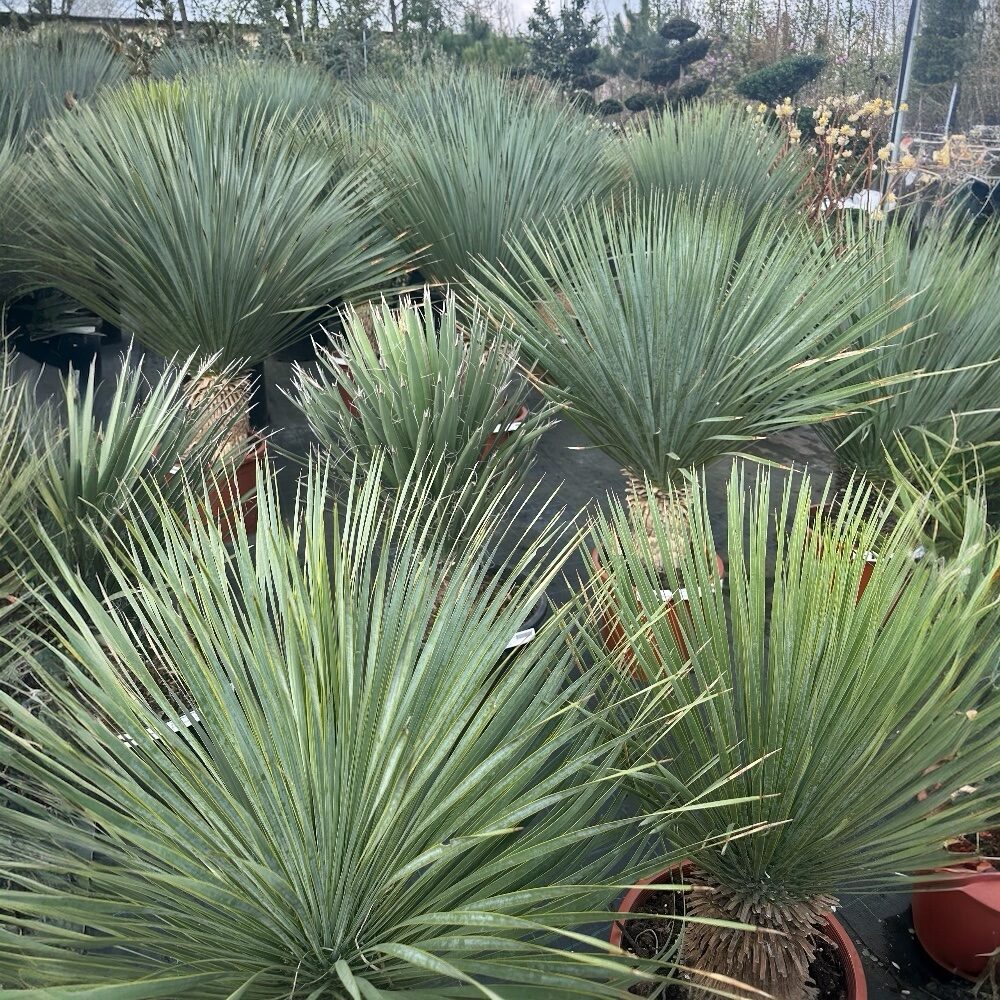 Kék levelű pálmaliliom (Yucca rostrata)