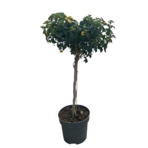 Csavart törzsű sétányrózsa (Lantana camara)