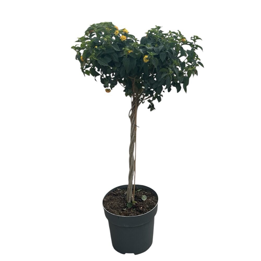 Csavart törzsű sétányrózsa (Lantana camara)