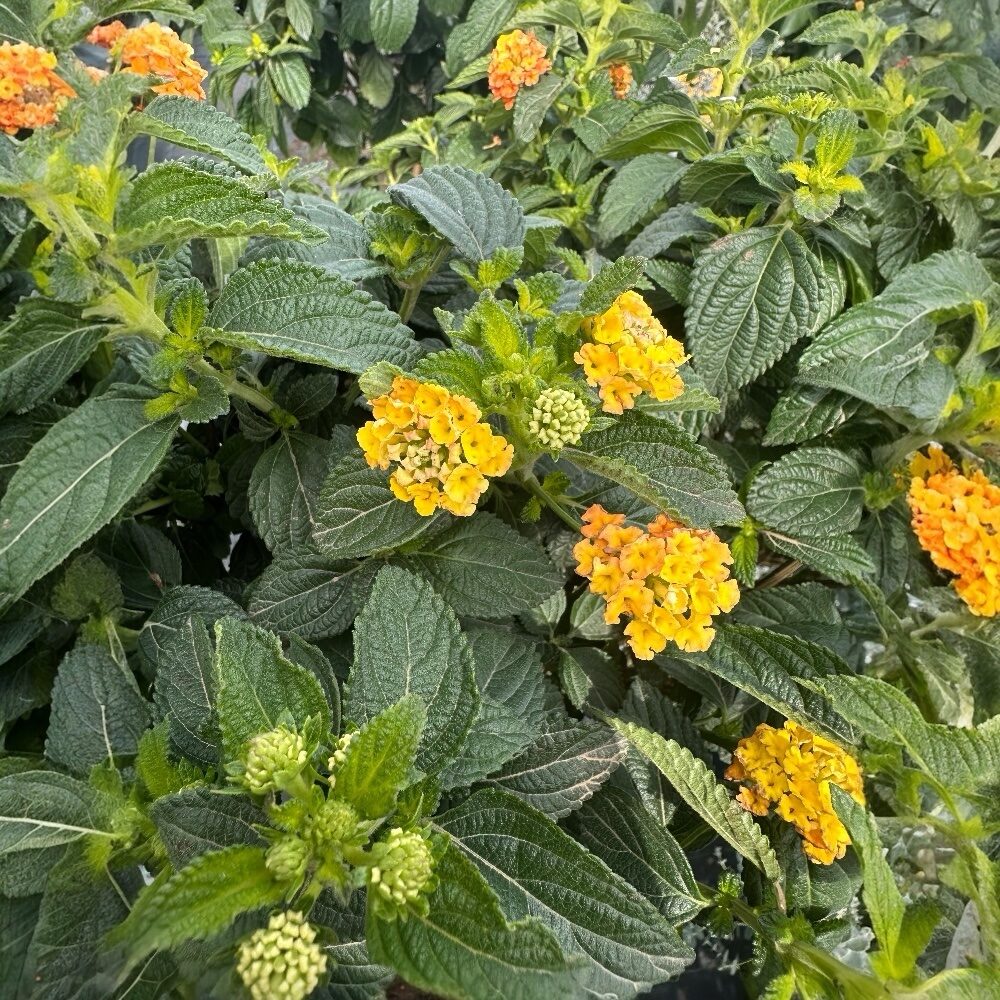 Csavart törzsű sétányrózsa (Lantana camara)