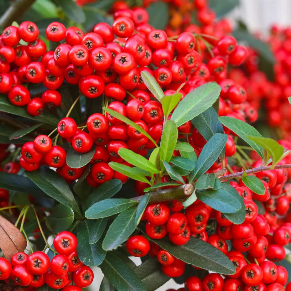 Talajtakaró madárbirs (Cotoneaster salicifolius ‘Parkteppich’)