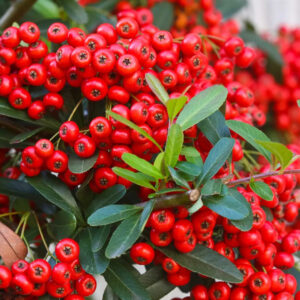 Talajtakaró madárbirs (Cotoneaster salicifolius ‘Parkteppich’)