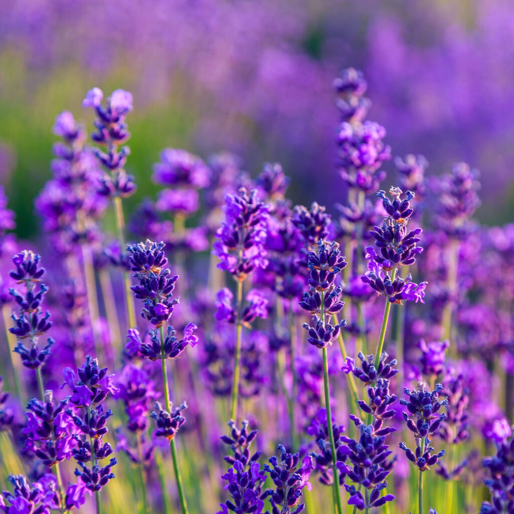 Törpe levendula (Lavandula angustifolia ‘Dwarf Blue’)