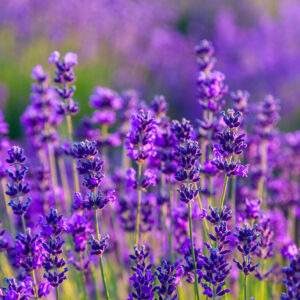 Törpe levendula (Lavandula angustifolia ‘Dwarf Blue’)