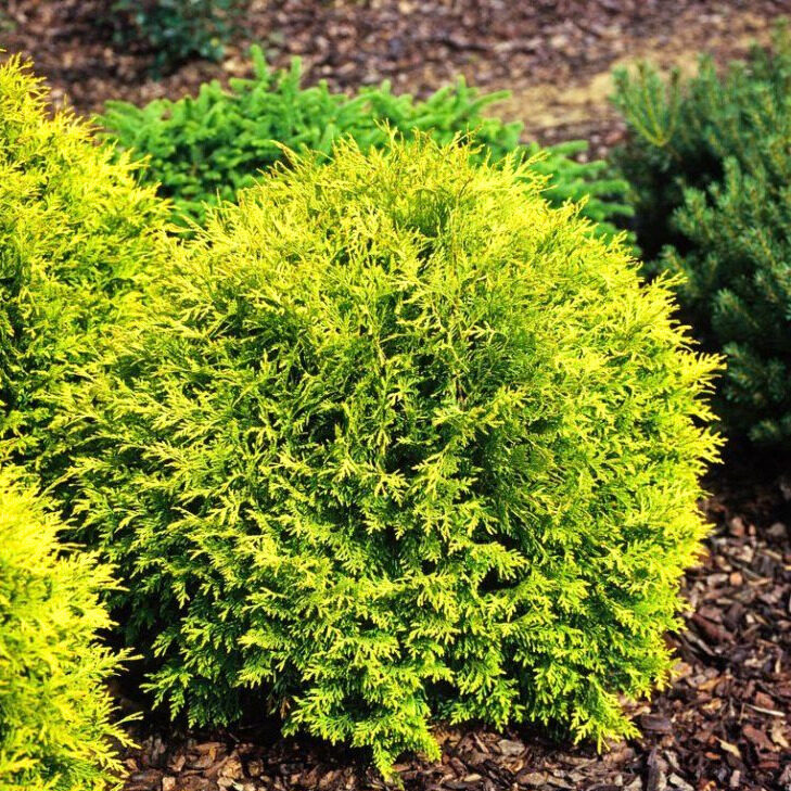 Arany gömb nyugati tuja (Thuja occidentalis ‘Golden Globe’)