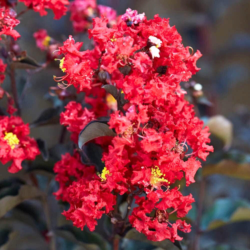 Fekete levelű selyemmirtusz (Lagerstroemia indica ‘Black Diamond’)