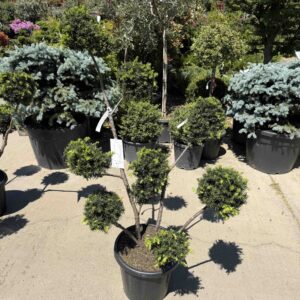 Formára nyírt pompon tiszafa (Taxus media ‘Farmen’)