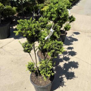 Formára nyírt pompon tiszafa (Taxus media ‘Hillii’)