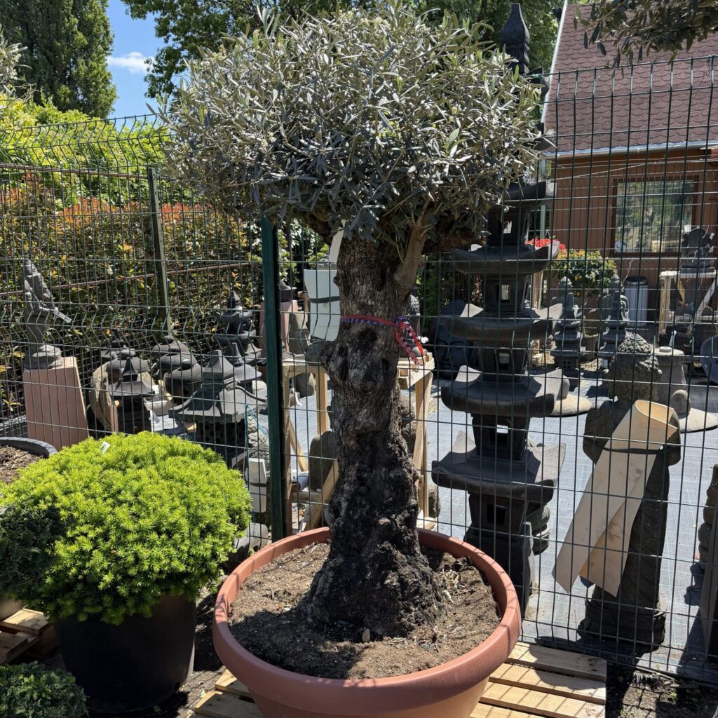 35 éves olajfa (Olea europaea)