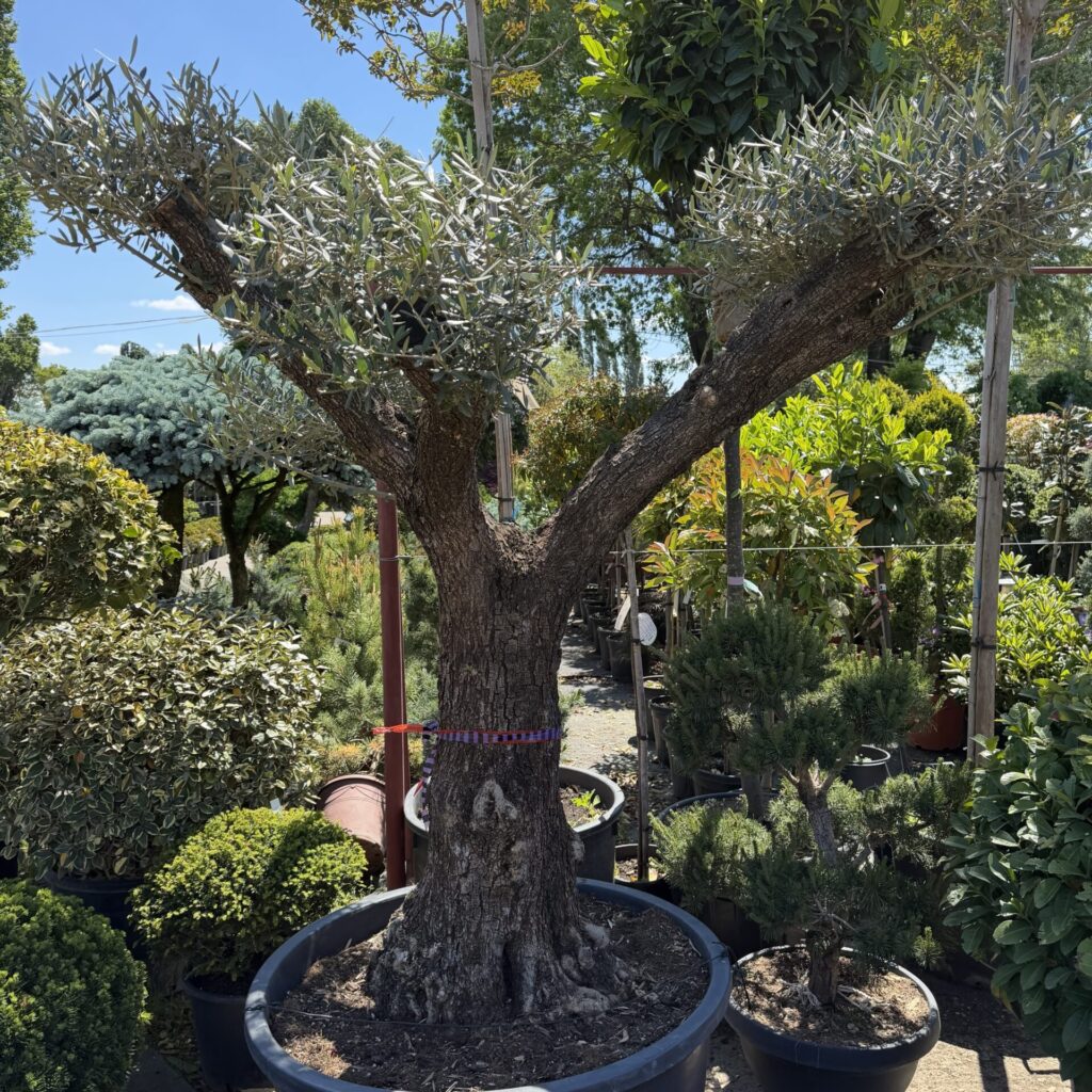 30 éves olajfa (Olea europaea)