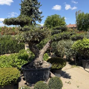 50 éves pompon koronás olajfa (Olea europaea)