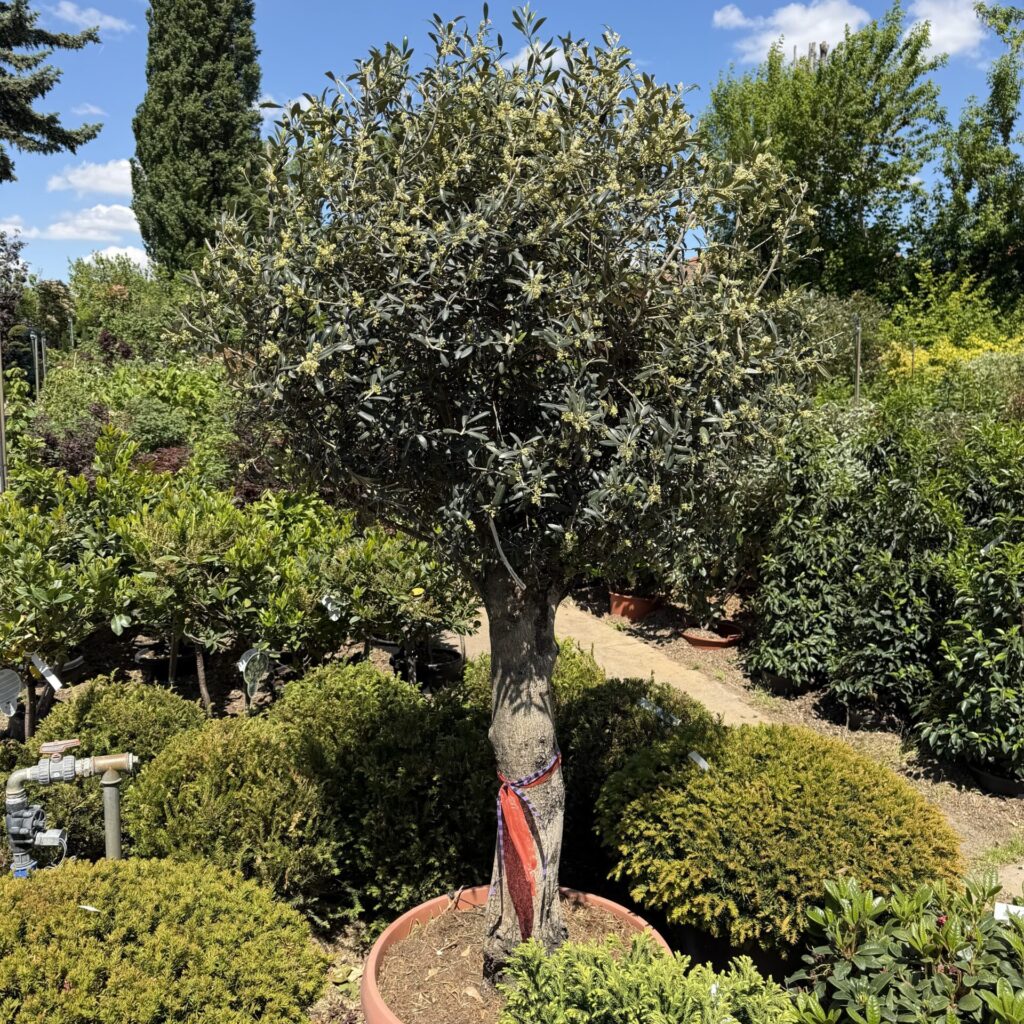 25 éves olajfa (Olea europaea)