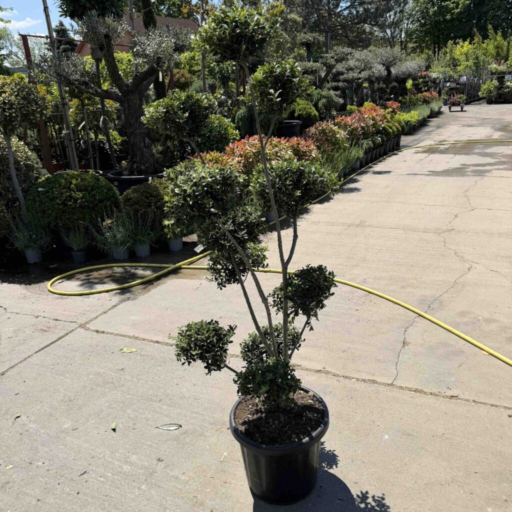 Pom-pon formájú japán magyal (Ilex maximowicziana ‘Kanehirae’)