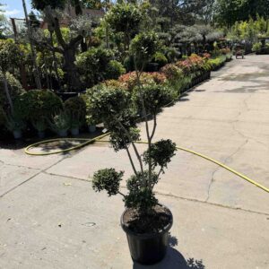 Pom-pon formájú japán magyal (Ilex maximowicziana ‘Kanehirae’)