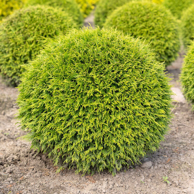 Gömbtuja (Thuja occidentalis ‘Woodwardii’)