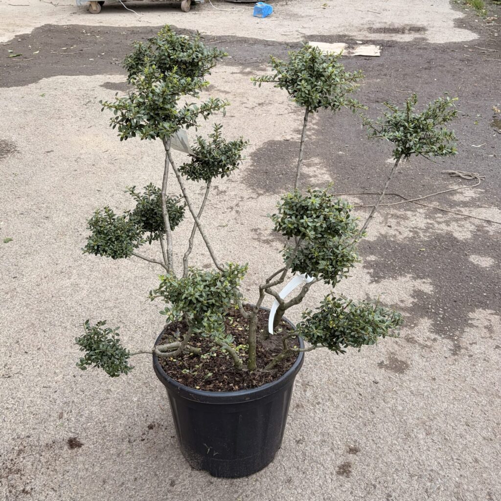 Pom-pon formájú japán magyal (Ilex crenata ‘Stokes’)
