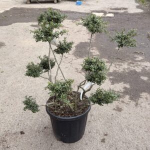 Pom-pon formájú japán magyal (Ilex crenata ‘Stokes’)