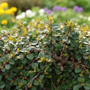 Talajtakaró madárbirs (Cotoneaster dammeri ‘Green Carpet’)