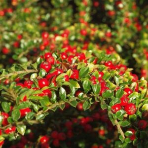 Kislevelű madárbirs (Cotoneaster microphyllus)