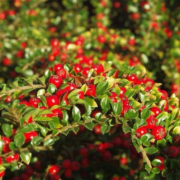Kislevelű madárbirs (Cotoneaster microphyllus)