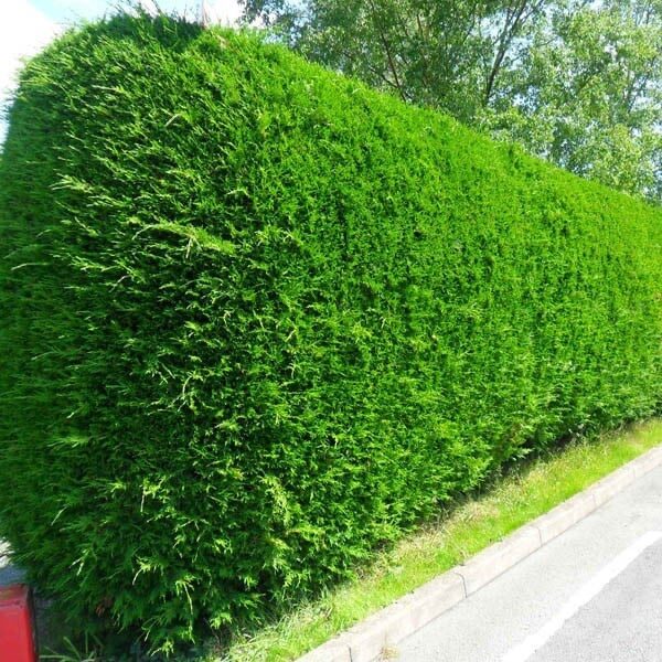 Oszlopos leylandi ciprus (Cupressocyparis leylandii ‘Fastigiata’)