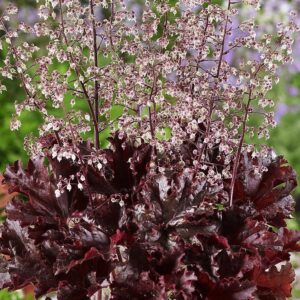 Tűzeső (Heuchera ‘Melting Fire’)