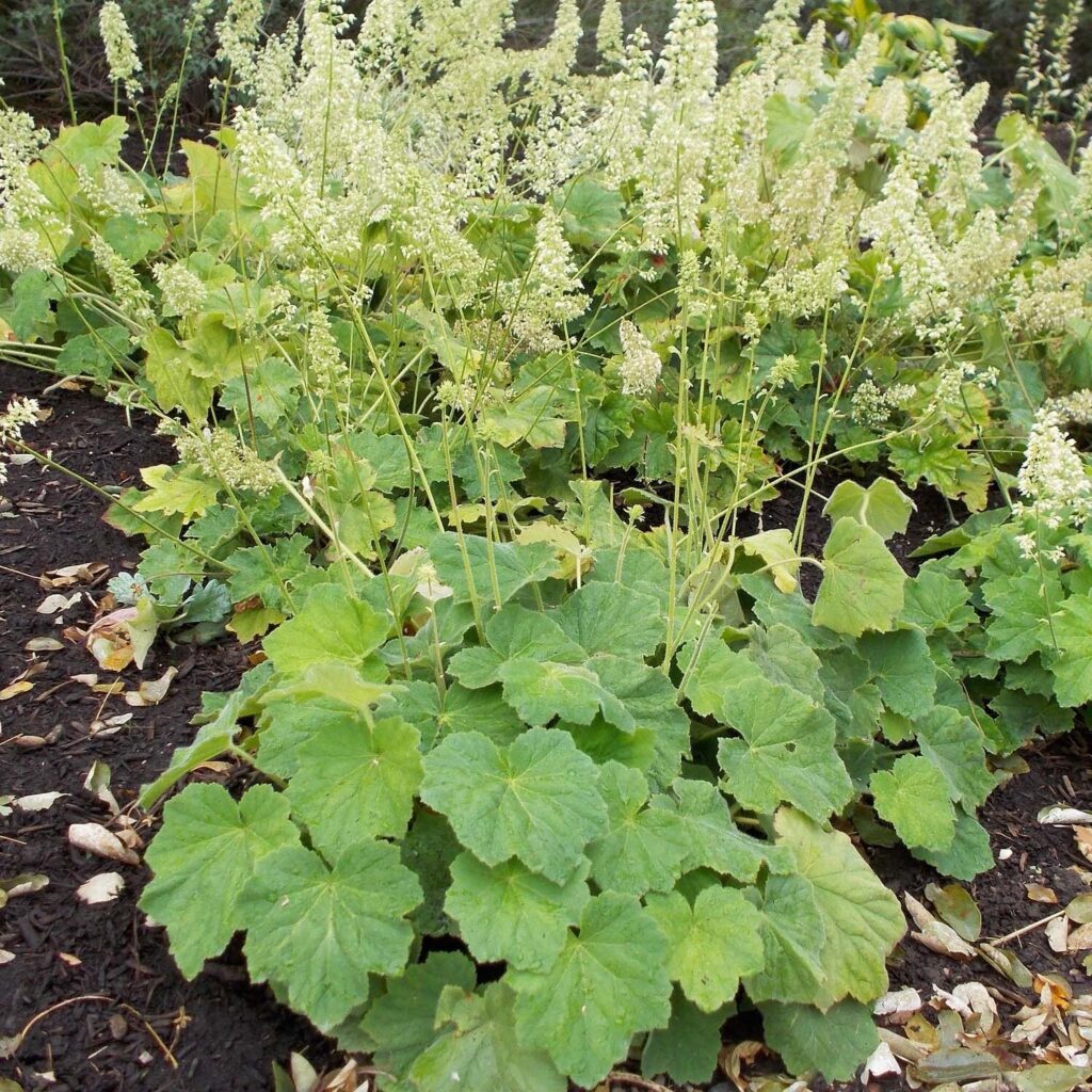 Bársonyos tűzeső (Heuchera villosa var. macrorrhiza)