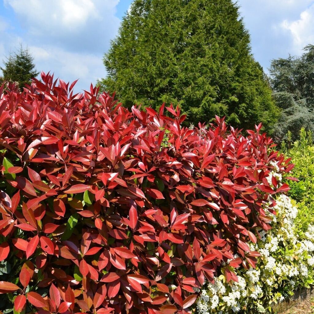 Korallberkenye (Photinia fraseri ‘Red Select’)
