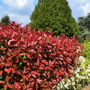 Korallberkenye (Photinia fraseri ‘Red Select’)