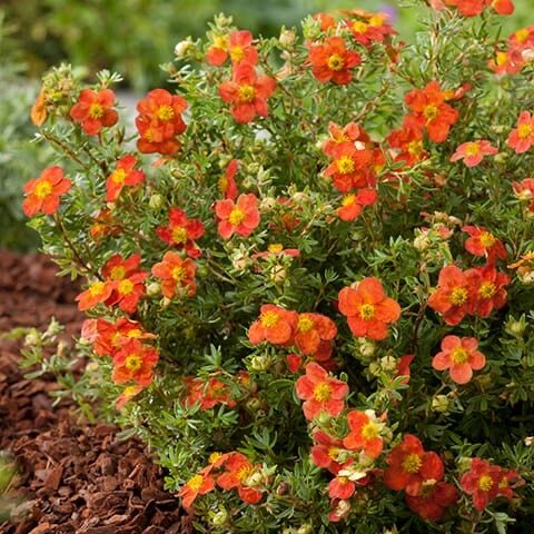 Piros virágú pimpó (Potentilla fruticosa ‘Marian Red Robin’)