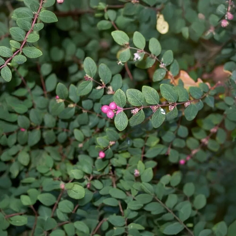 Talajtakaró hóbogyó (Symphoricarpos chenaultii ‘Hancock’)
