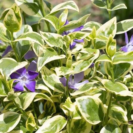 Meténg (Vinca minor ‘Variegata’)