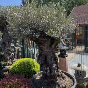 50 éves olajfa (Olea europaea)