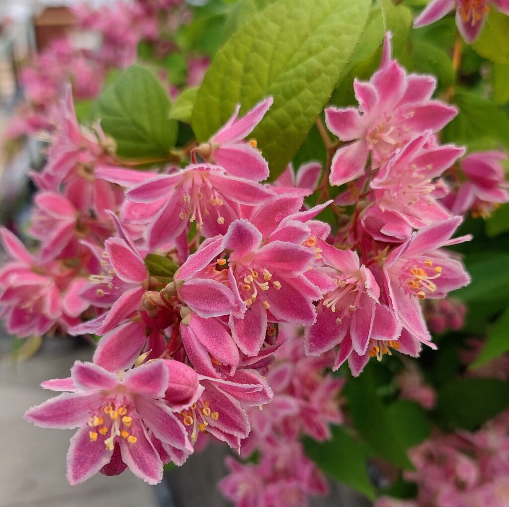 Piros gyöngyvirágcserje (Deutzia ‘Tourbillon Rouge’)