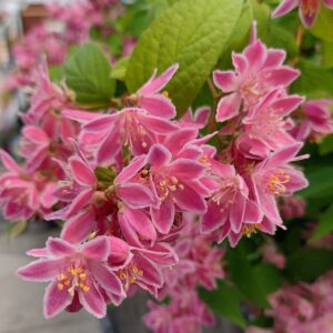 Piros gyöngyvirágcserje (Deutzia ‘Tourbillon Rouge’)