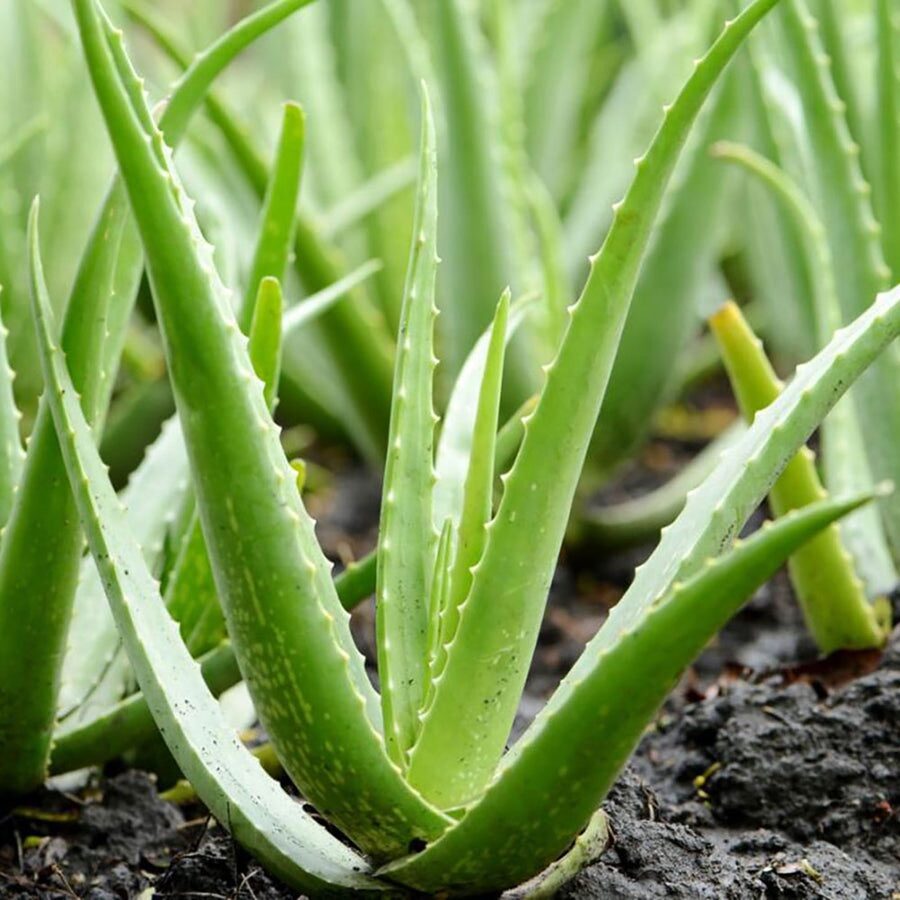 Aloé (Aloe vera)