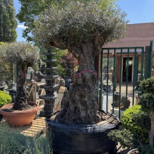 350 éves olajfa (Olea europaea)