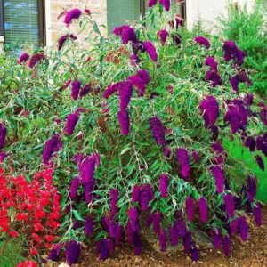 Nyáriorgona (Buddleia davidii ‘Nanho Purple’)
