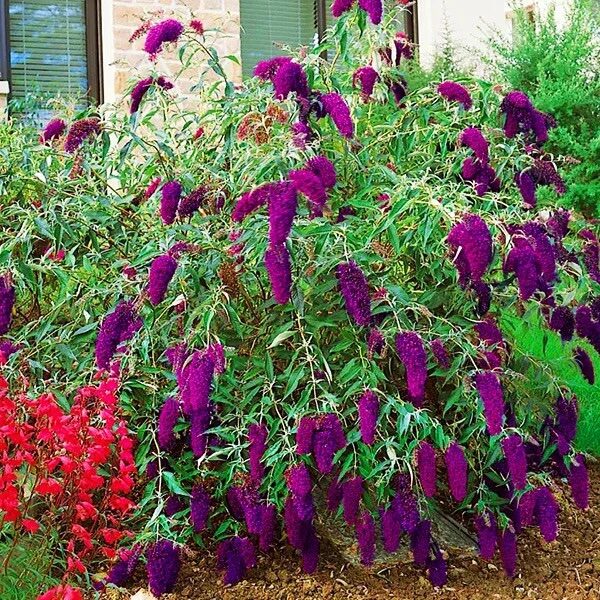 Nyáriorgona (Buddleia davidii ‘Nanho Purple’)
