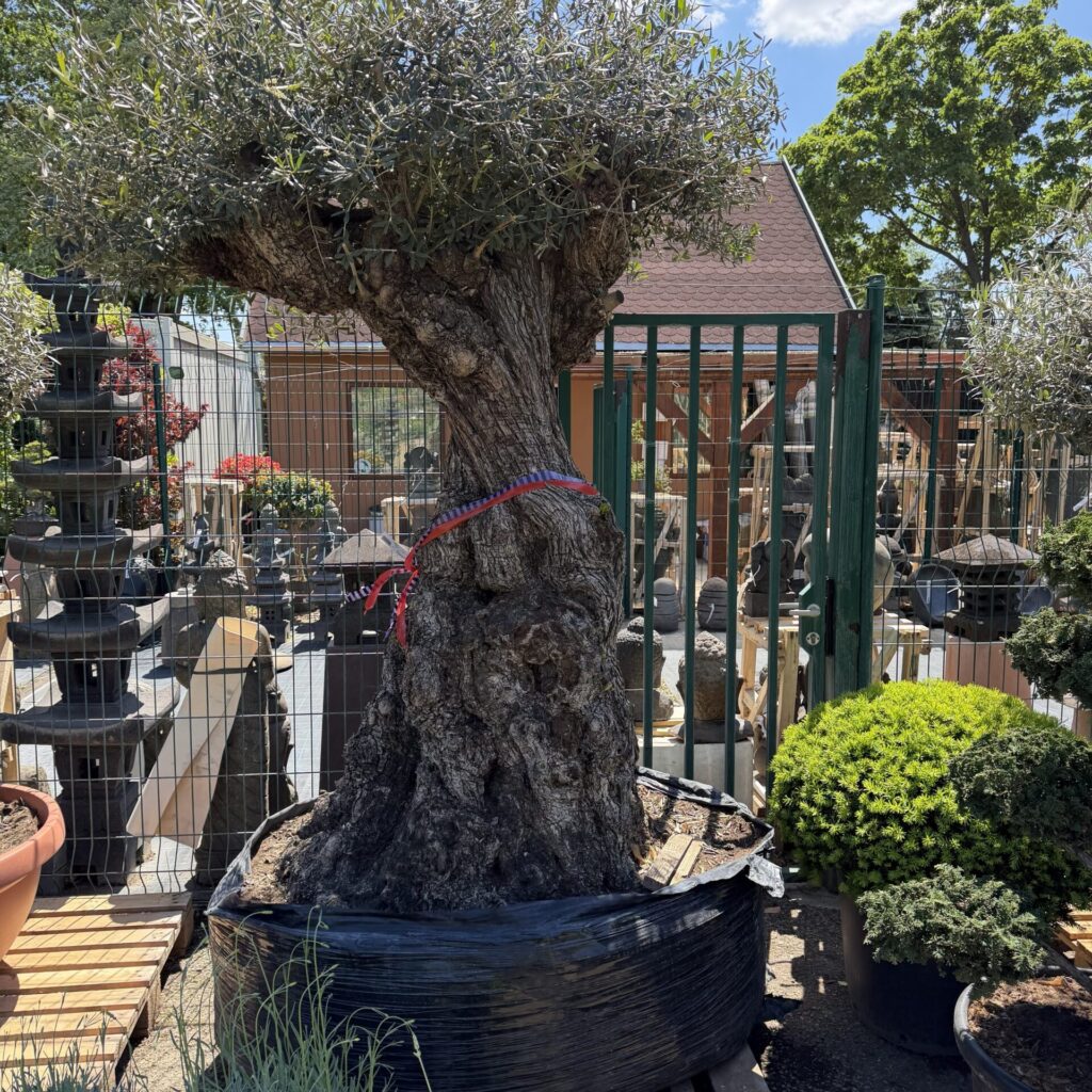 350 éves olajfa (Olea europaea)