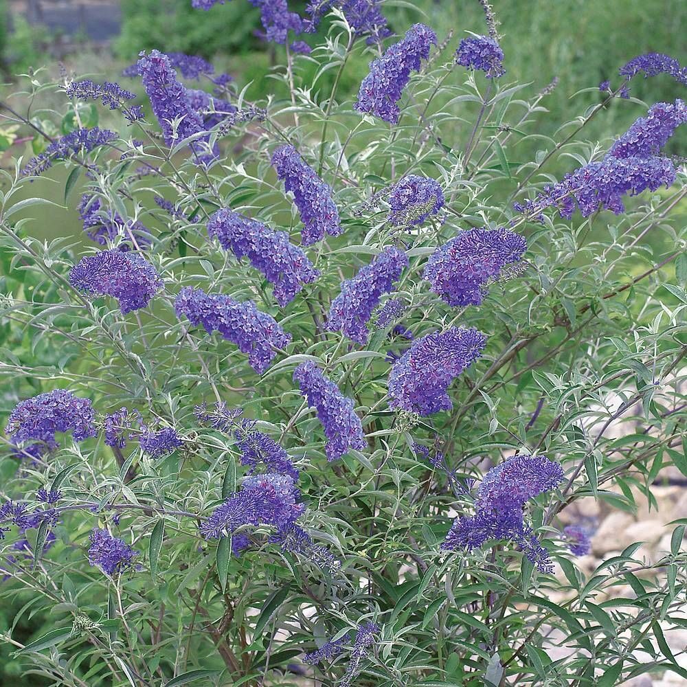 Nyáriorgona (Buddleia davidii ‘Nanho Blue’)