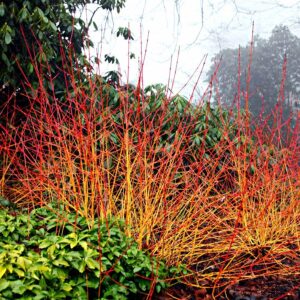 Vesszős som (Cornus sanguinea ‘Winter Beauty’)