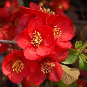 Japánbirs (Chaenomeles japonica)