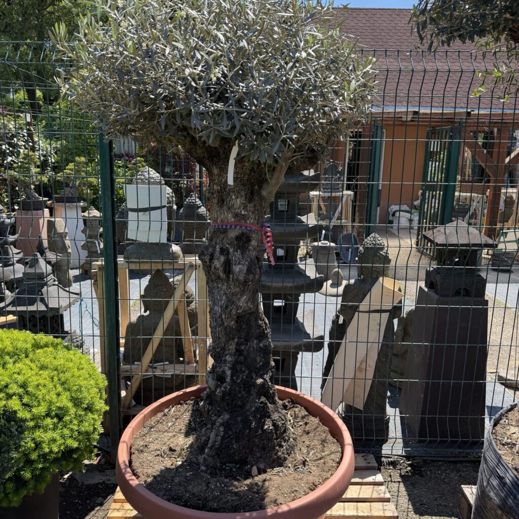 35 éves olajfa (Olea europaea)