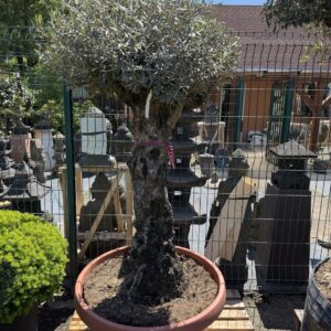 35 éves olajfa (Olea europaea)