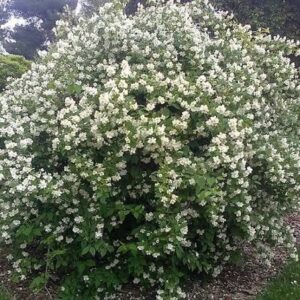 Jezsámen (Philadelphus coronarius)