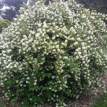 Jezsámen (Philadelphus coronarius)